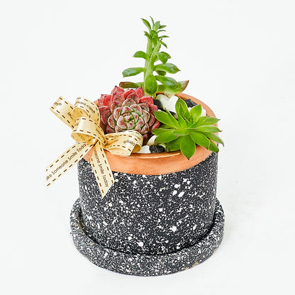 Succulents in Gold Rimmed Ceramic
