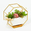 Succulents in Gold Rims