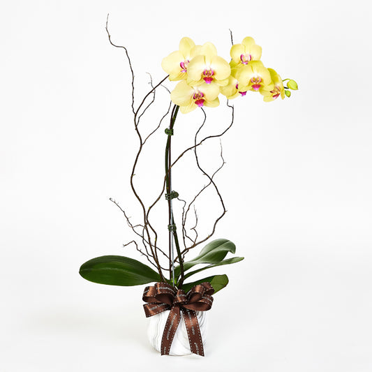 Poise - Yellow Phalaenopsis