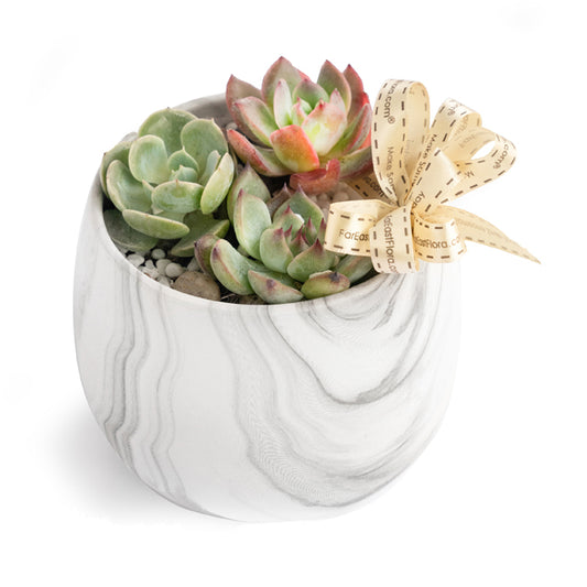 Lush of Beauty - Succulents