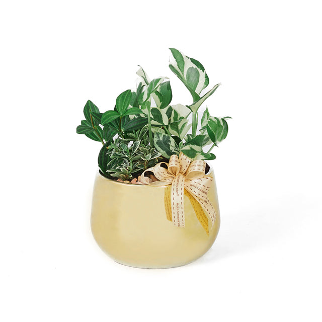 Luxe Garden - Table Garden
