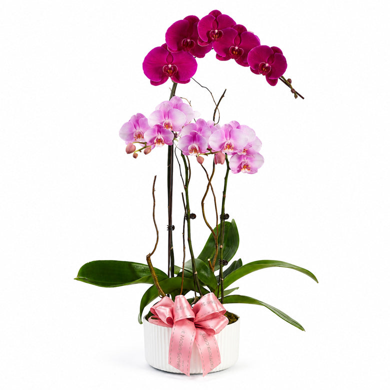 Orchid Dreams - Purple Pink Phalaenopsis