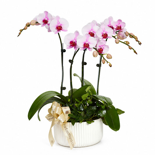 Blush Harmony - White Pink Phalaenopsis