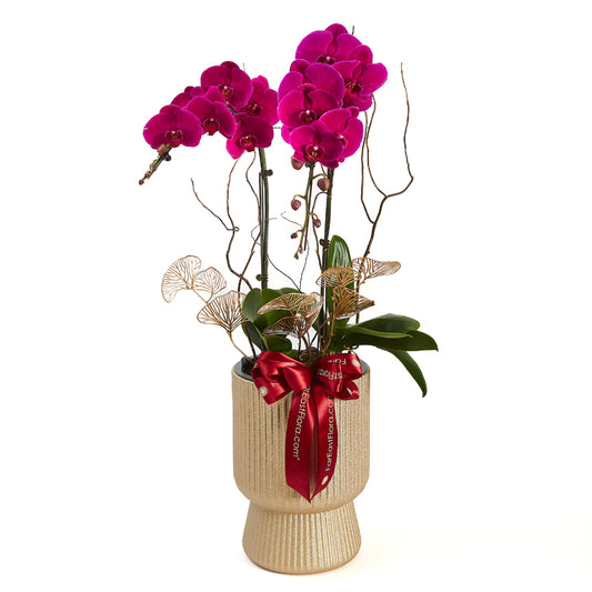 Royal Symphony - Purple Phalaenopsis
