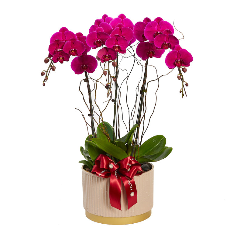 Amethyst Elegance - Purple Phalaenopsis