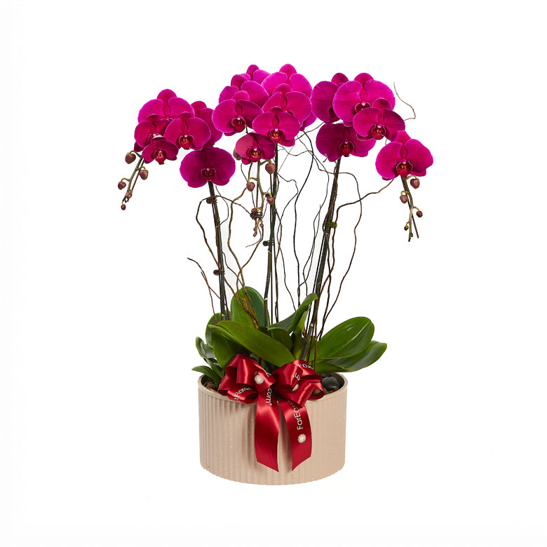 Amethyst Elegance - Purple Phalaenopsis