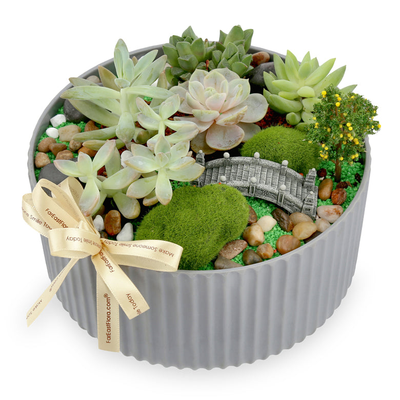 Garden Serenity - Succulents