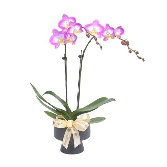 Elegant Duo –Pink - White Mini Phalaenopsis 