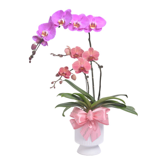 Blossom Harmony – Pink & Copper Phalaenopsis