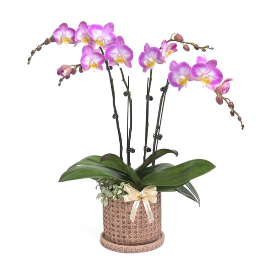 Lavender Luxe - Pink-White Mini Phalaenopsis