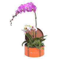 Hidden Gem – Purple & White Phalaenopsis