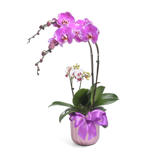 Orchid Rhapsody - Purple & White Phalaenopsis