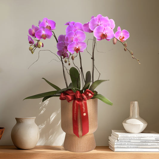 Radiant Reverie - Pink Phalaenopsis