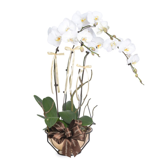 Lunar Grace - White Phalaenopsis 