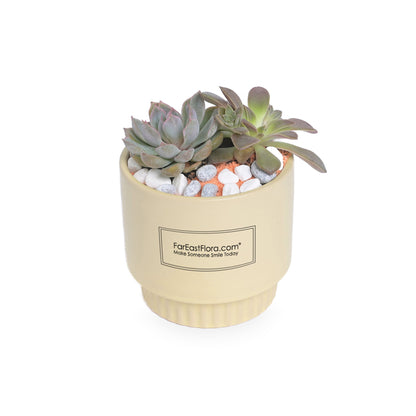 Sunshine Serenity – Table Garden