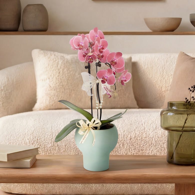 Copper Whisper – Copper Mini Phalaenopsis