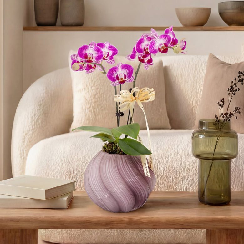 Twilight Petal – Purple White Mini Phalaenopsis