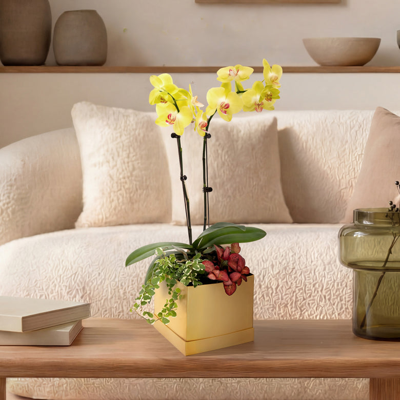Sunlit Charm – Yellow Mini Phalaenopsis