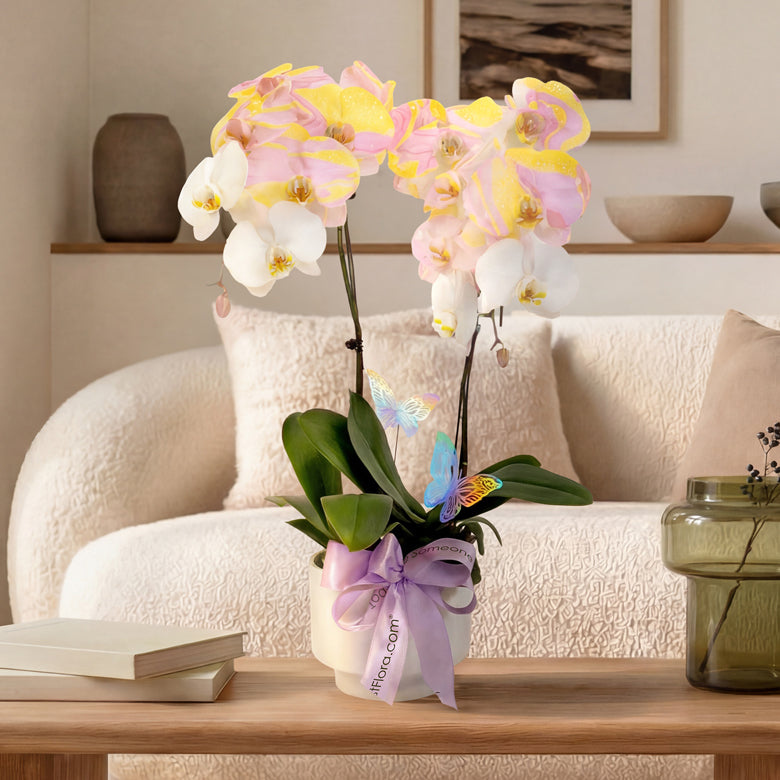 Sweet Duet – Macaron Phalaenopsis