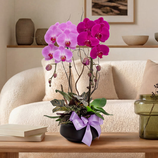 Noir Garden – Purple Pink Phalaenopsis