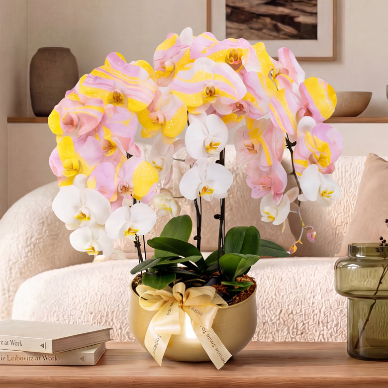 Pastel Gold – Macaron Phalaenopsis