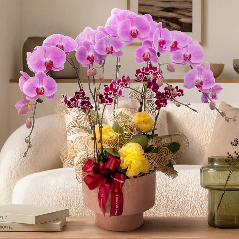 Blossom Royale – Pink Phalaenopsis