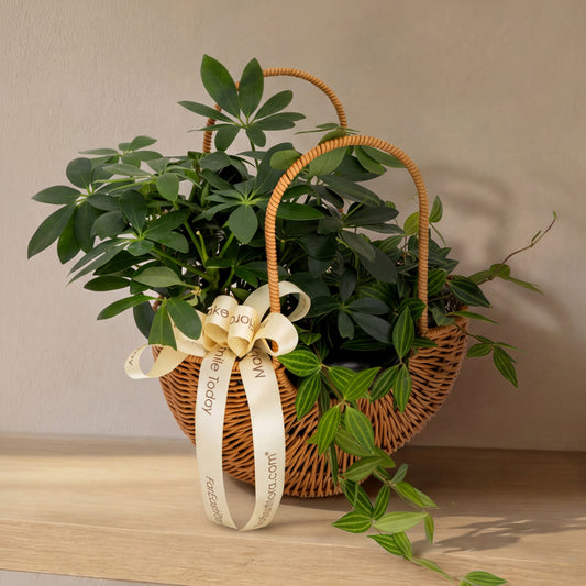 Crescent Grove – Table Garden