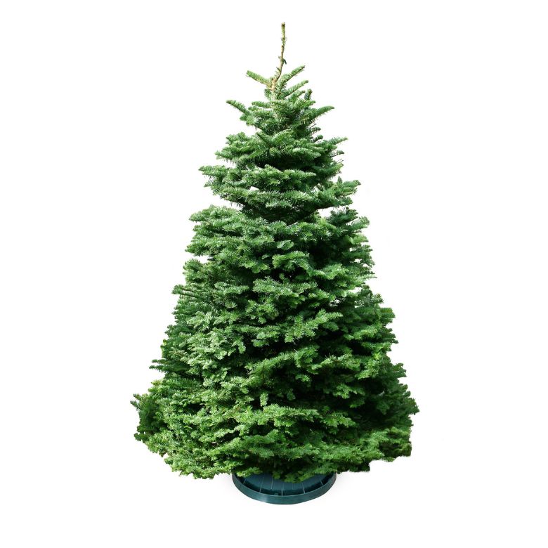 Live Xmas Trees&nbsp;
