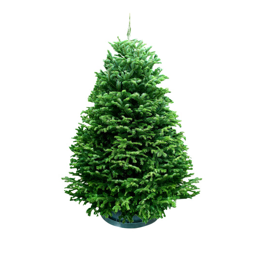 9/10 FT Nordmann Fir Christmas Tree with Tree Stand