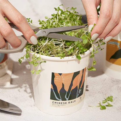 Super Farmers Chinese Kale Microgreens Single Starter Kit x Flowers 